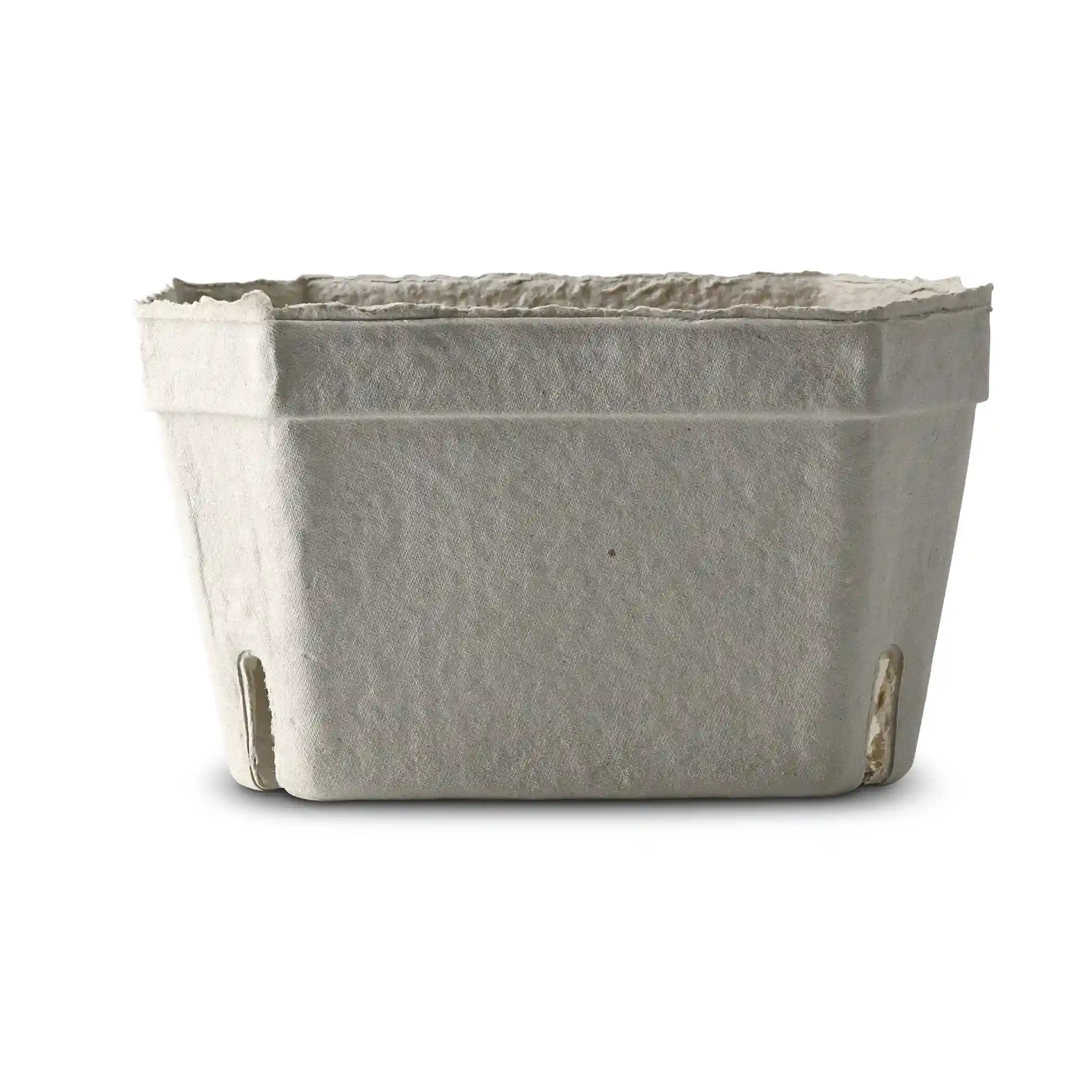 Barquette à baies en pulpe de bois blanc de forme rectangulaire avec des trous de drainage au fond.